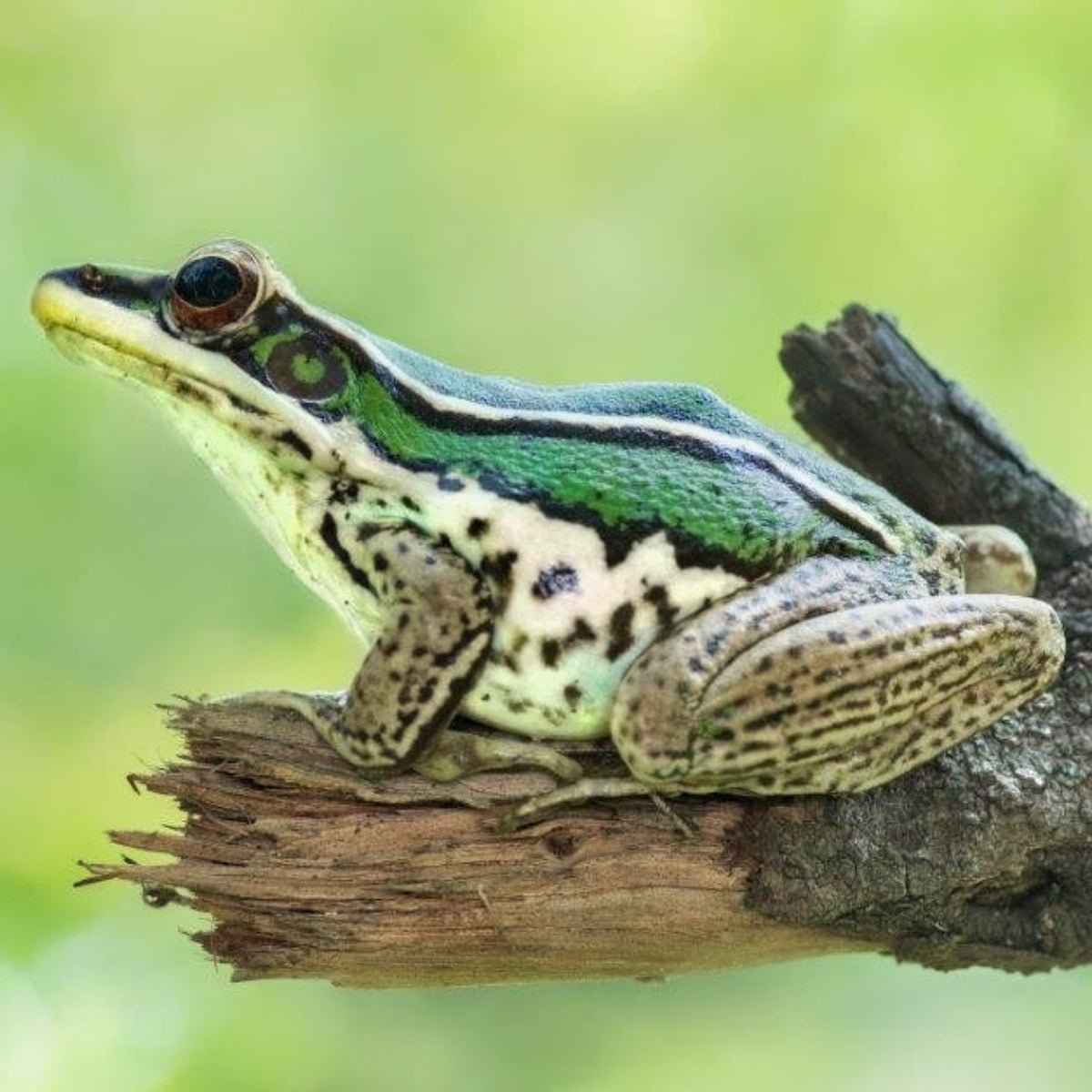 Big Apple Herp Asian Greenback Frog Hylarana Erythraea Live Amphibian