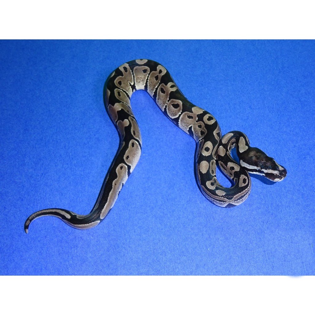 Axanthic Ball Pythons