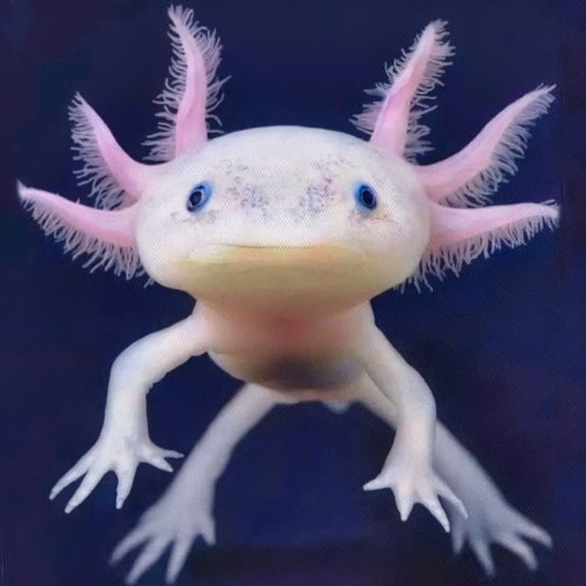 TFD Ambystoma Mexicanum Axolotl Captive Bred Aquatic Amphibian Various Color Morphs