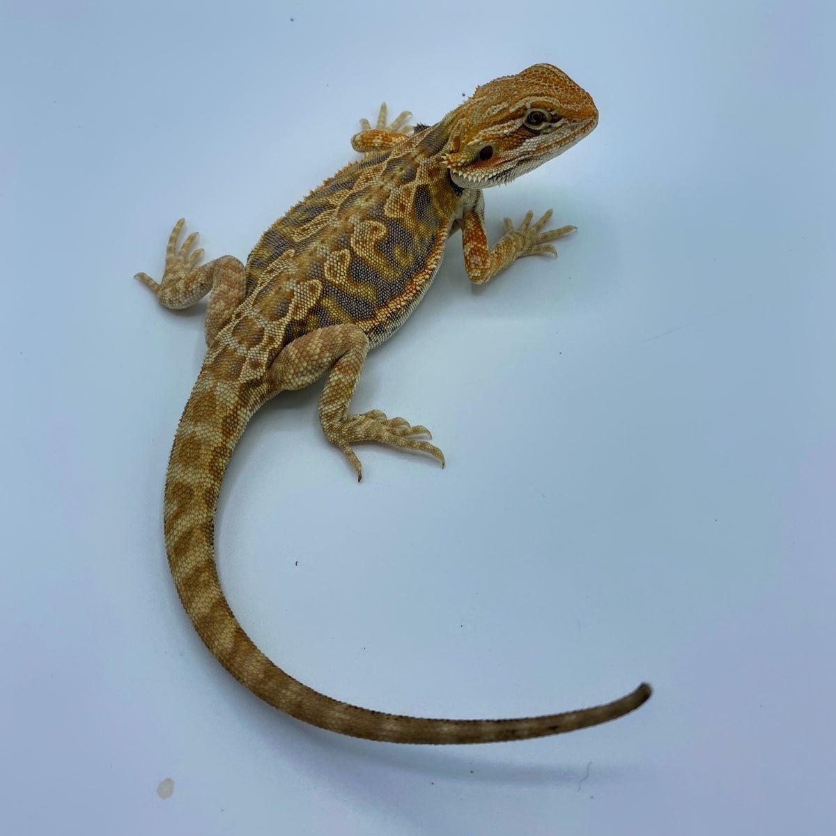 Strictly Reptiles Purple Tiger Citrus Leatherback Bearded Dragon Male 8in