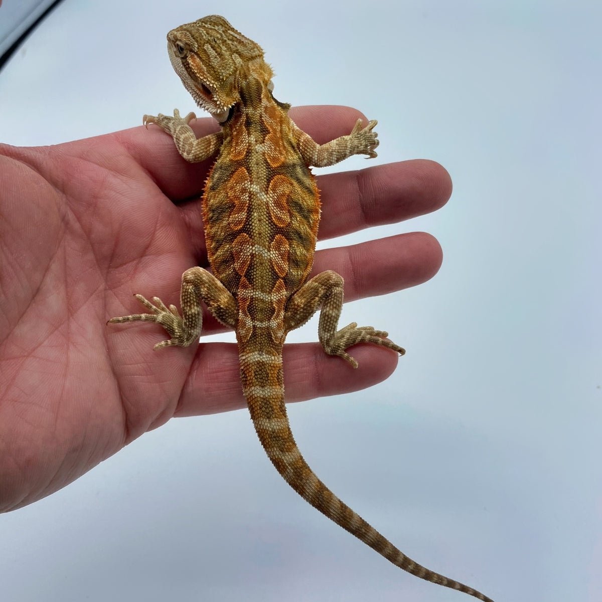 Super Red Leatherback Bearded Dragon 8-9 Inch Male