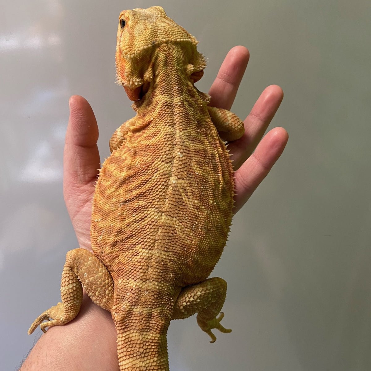 Strictly Reptiles Citrus Leatherback Bearded Dragon Female 15-17 Inch