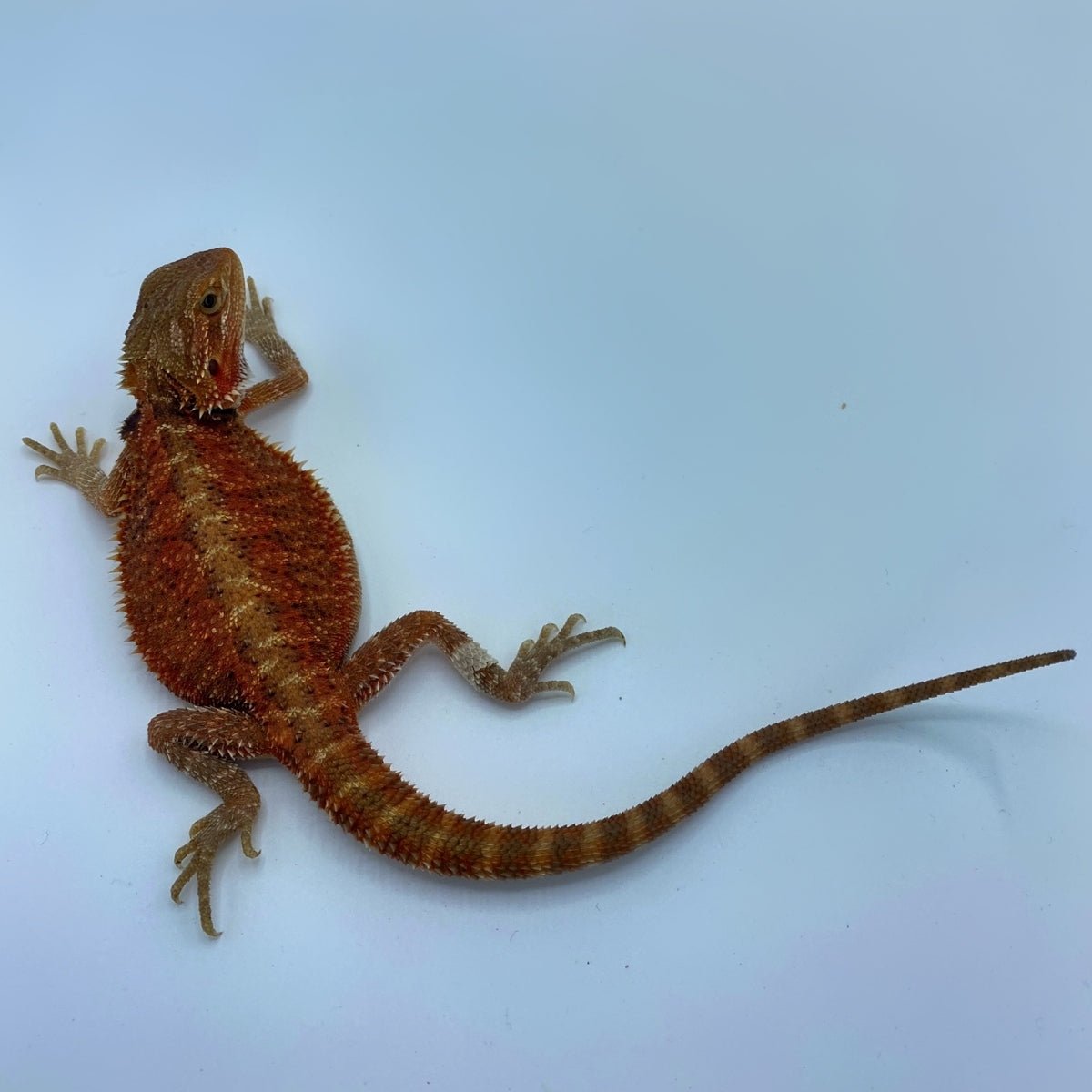 Super Red Translucent Bearded Dragon 8 to 9 Inch Female