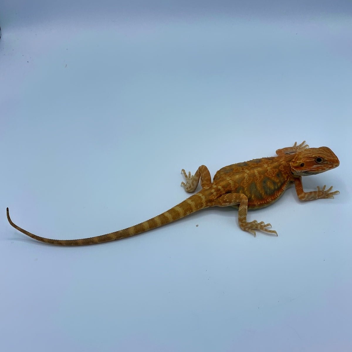 Hypo Translucent Blue Bar Leatherback Bearded Dragon 11-inch Male