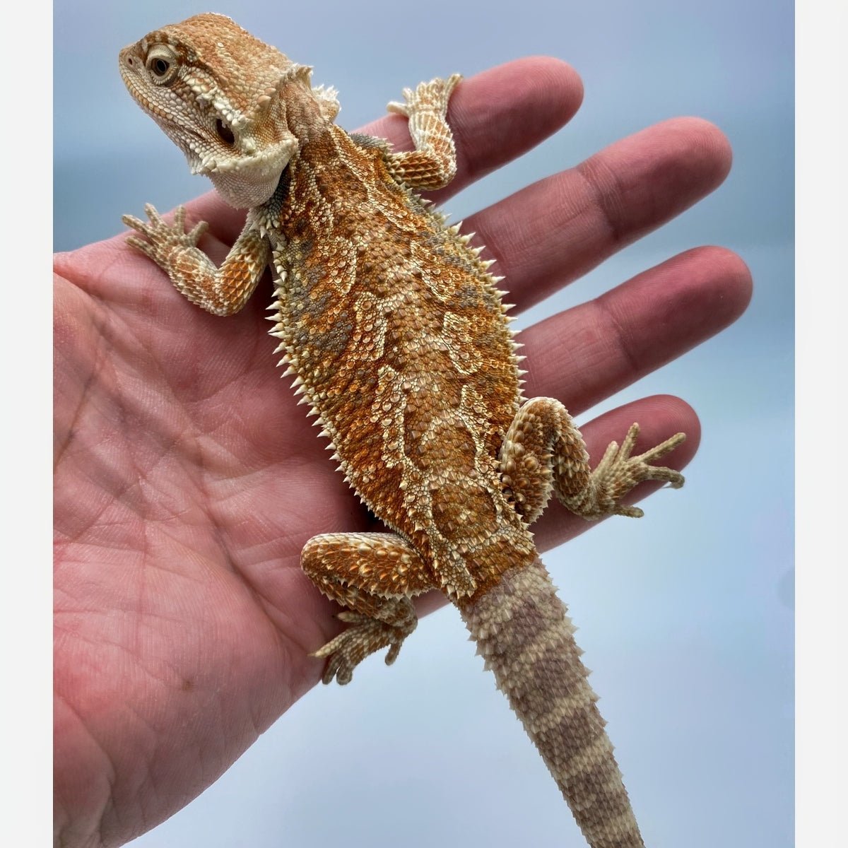 Red Highlight Bearded Dragon Male 8-9 Inch