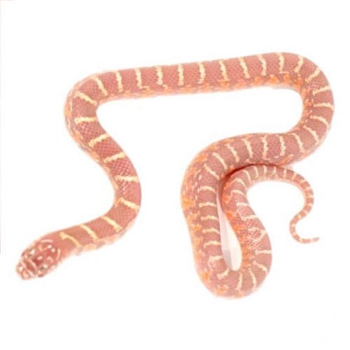 Strictly Reptiles Albino Brooks Kingsnake Live Reptile Baby Snake