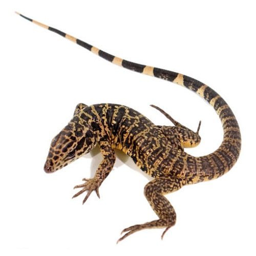 Underground Gold Tegu Live Reptile Baby 10-18 Inch