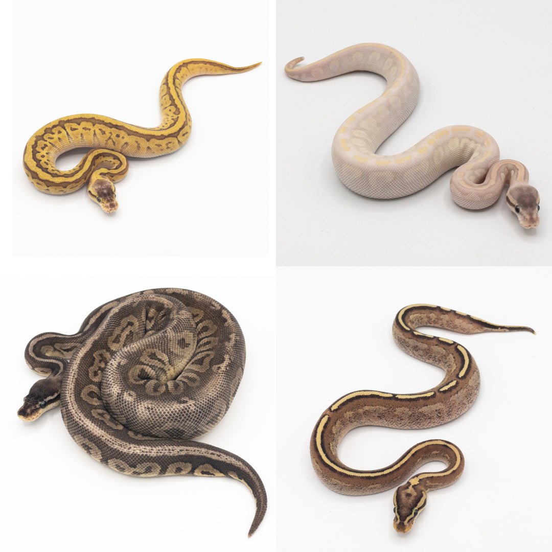Ball Pythons Under $149