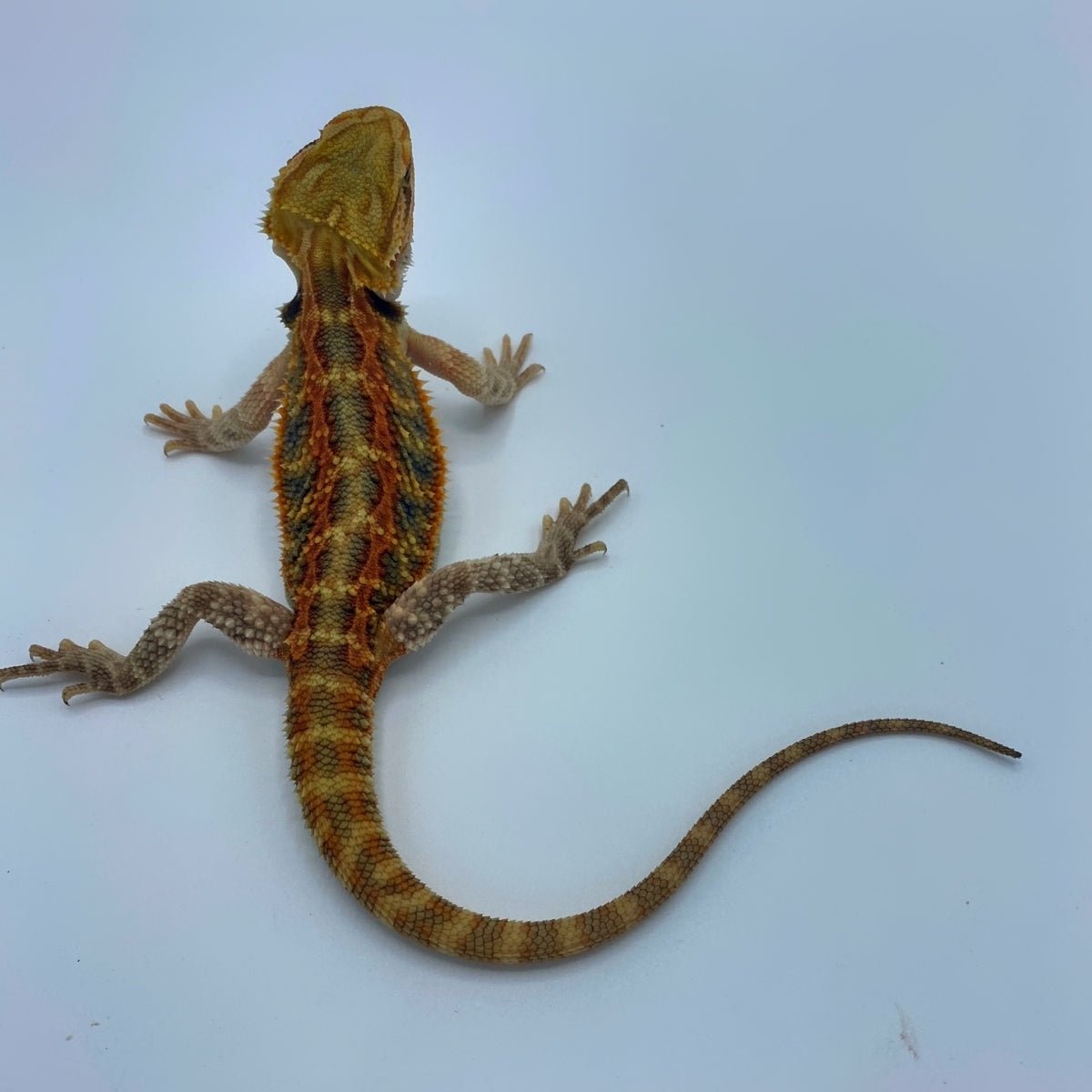 Super Red Stripe Translucent Bearded Dragon Male 9 Inch