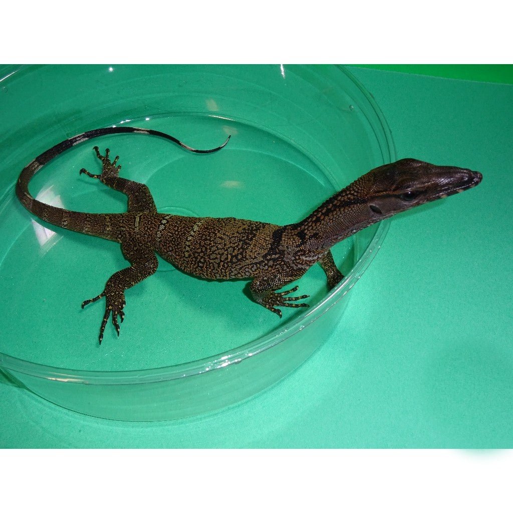 Strictly Reptiles Black Roughneck Monitor Lizard Large Baby Juvenile