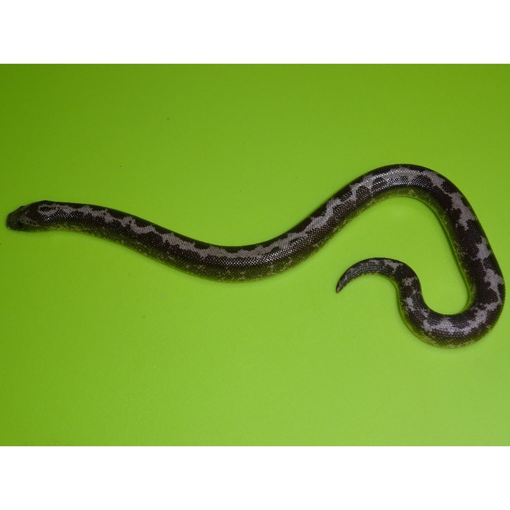 Strictly Reptiles Black & White Kenyan Sand Boa Snake