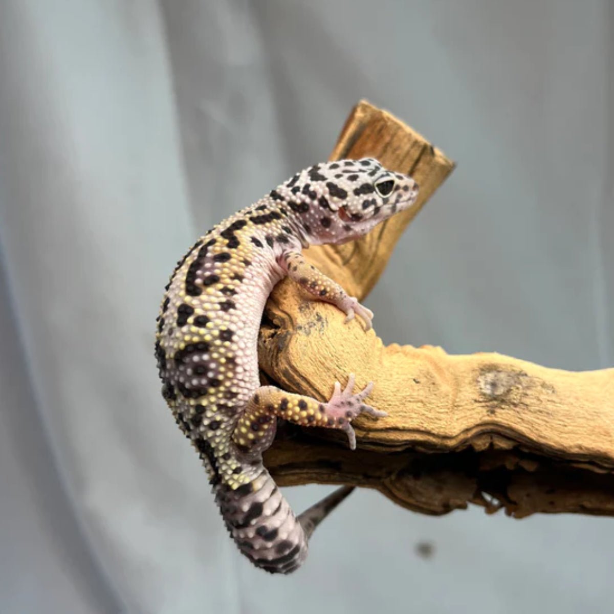 Reptile Industries Snow Black Night Leopard Gecko Female