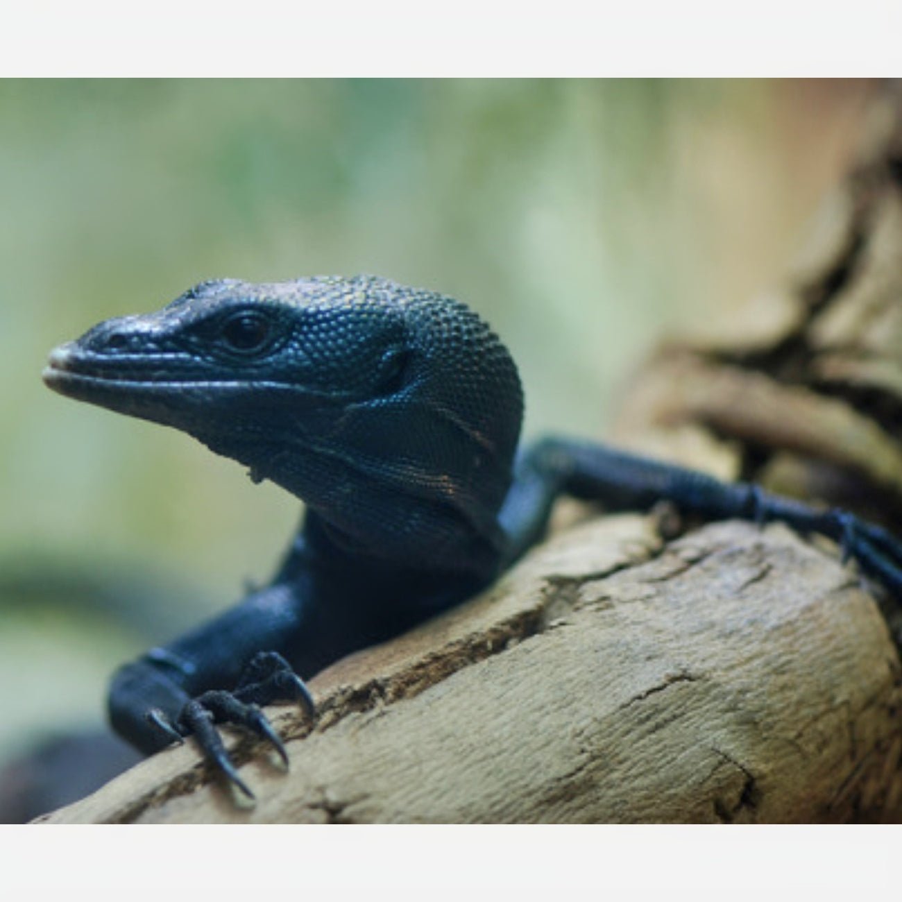 Strictly Reptiles Black Tree Monitor Live Reptile