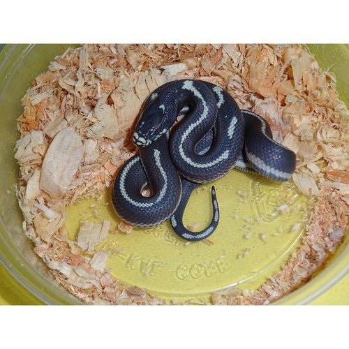 Strictly Reptiles California King Snake Aberrant Black White Baby