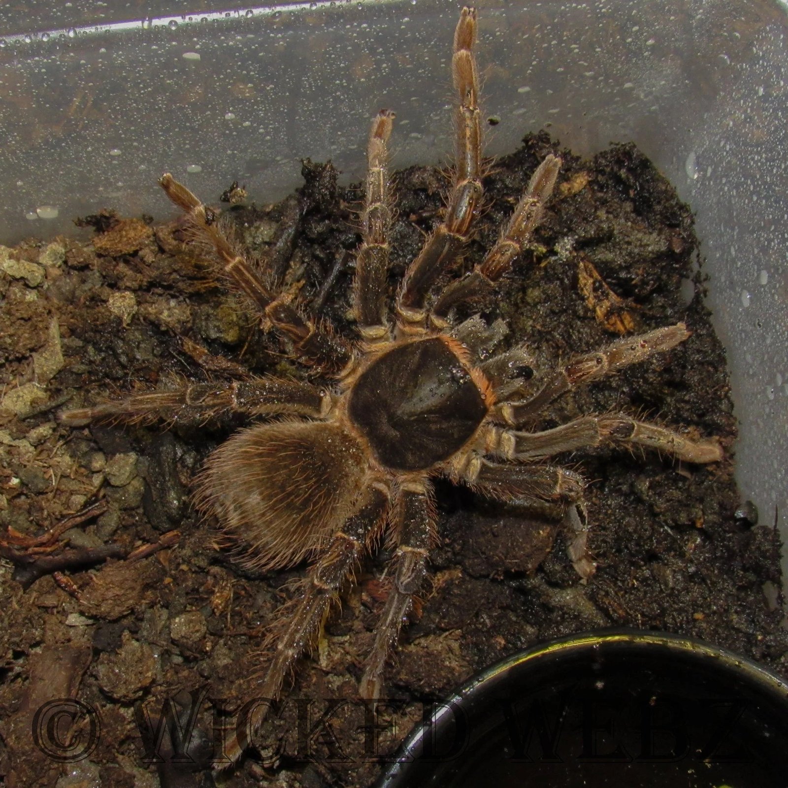 Strictly Reptiles Black and Gold Bird Eater Tarantula 0.25 Inch