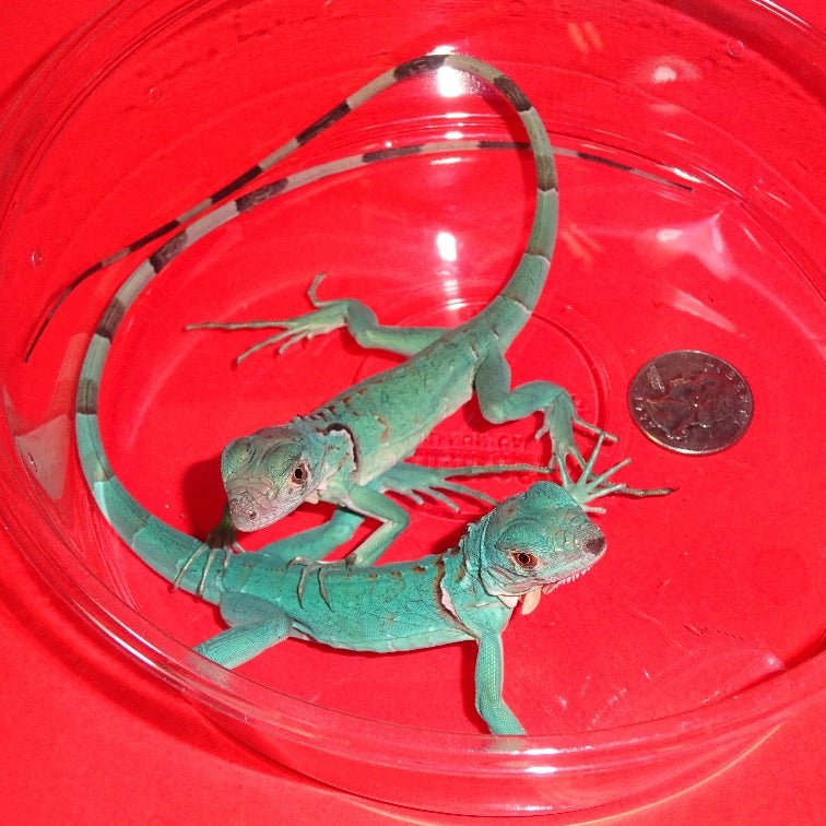 Strictly Reptiles El Salvador Blue Iguana Captive Bred Newborn