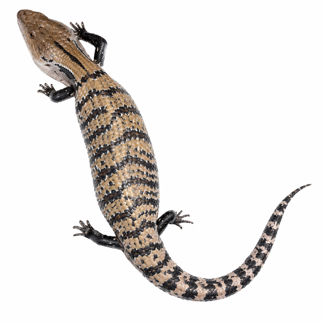 Indonesian Blue Tongue Skink Live Reptile