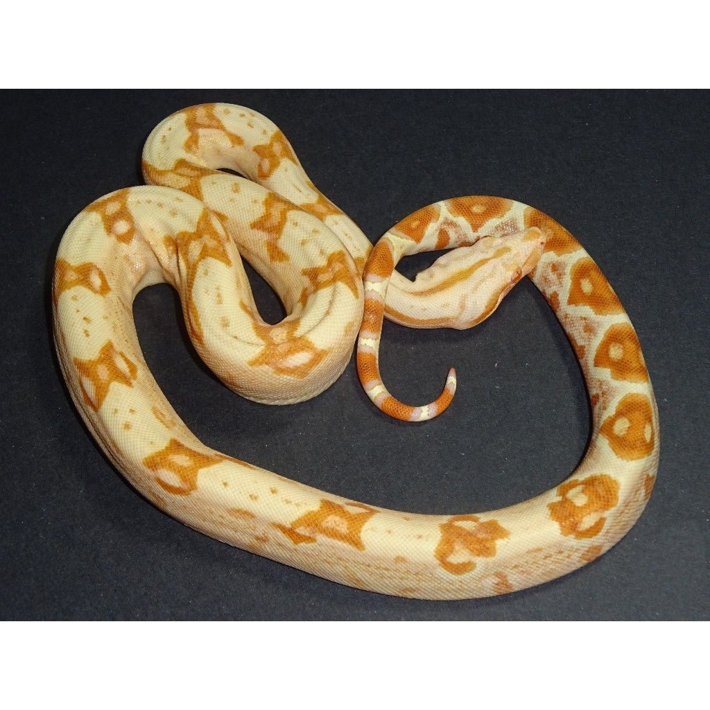 Strictly Reptiles Sunglow Boa Constrictor Live Reptile Captive Bred Baby