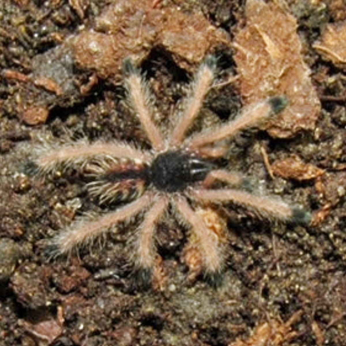 Boa Vista Pink Toe Tarantula Avicularia 0.5 to 0.75 Inch