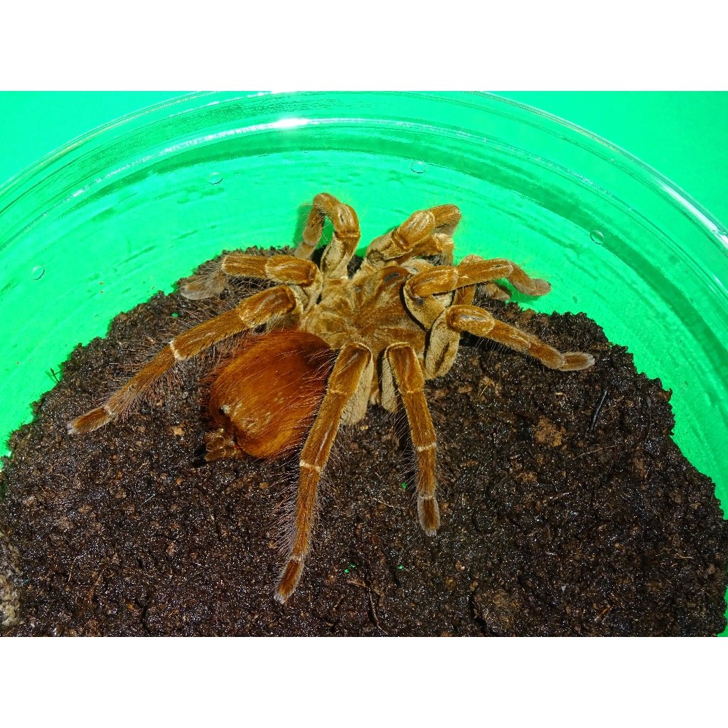 Strictly Reptiles Brown Velvet Bird Eater Tarantula Captive Bred