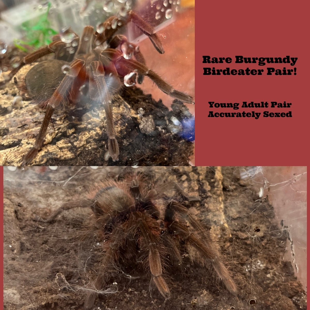 Goliath Burgundy Bird Eating Tarantula Adult Sexed Pair