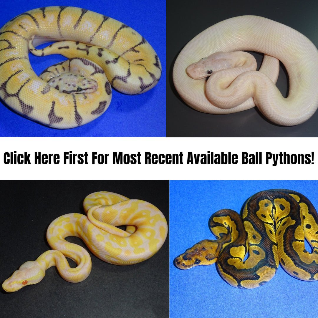 Adult Ball Pythons