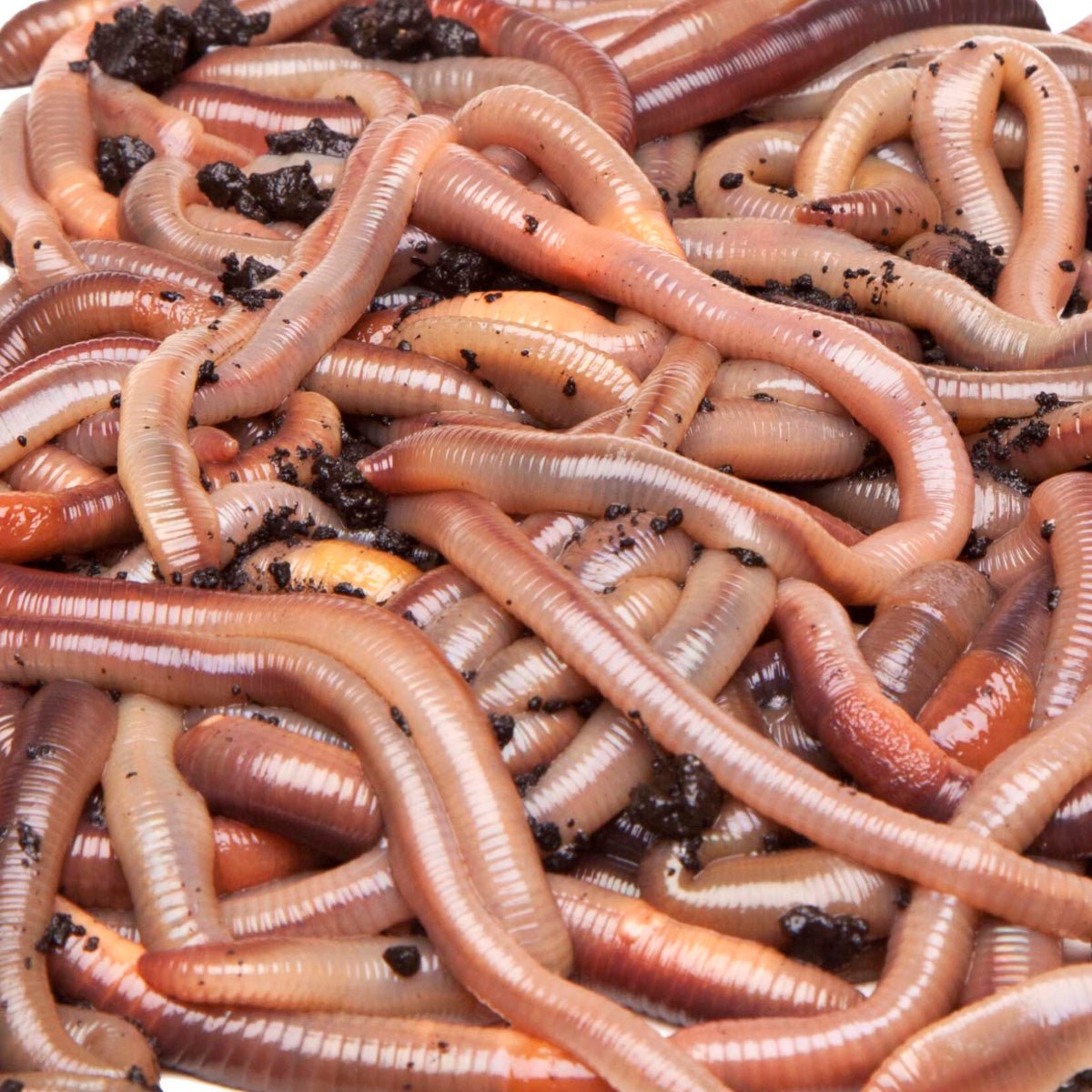 Big Apple Pet Supply Canadian Nightcrawlers Live Reptile Feeder Worms