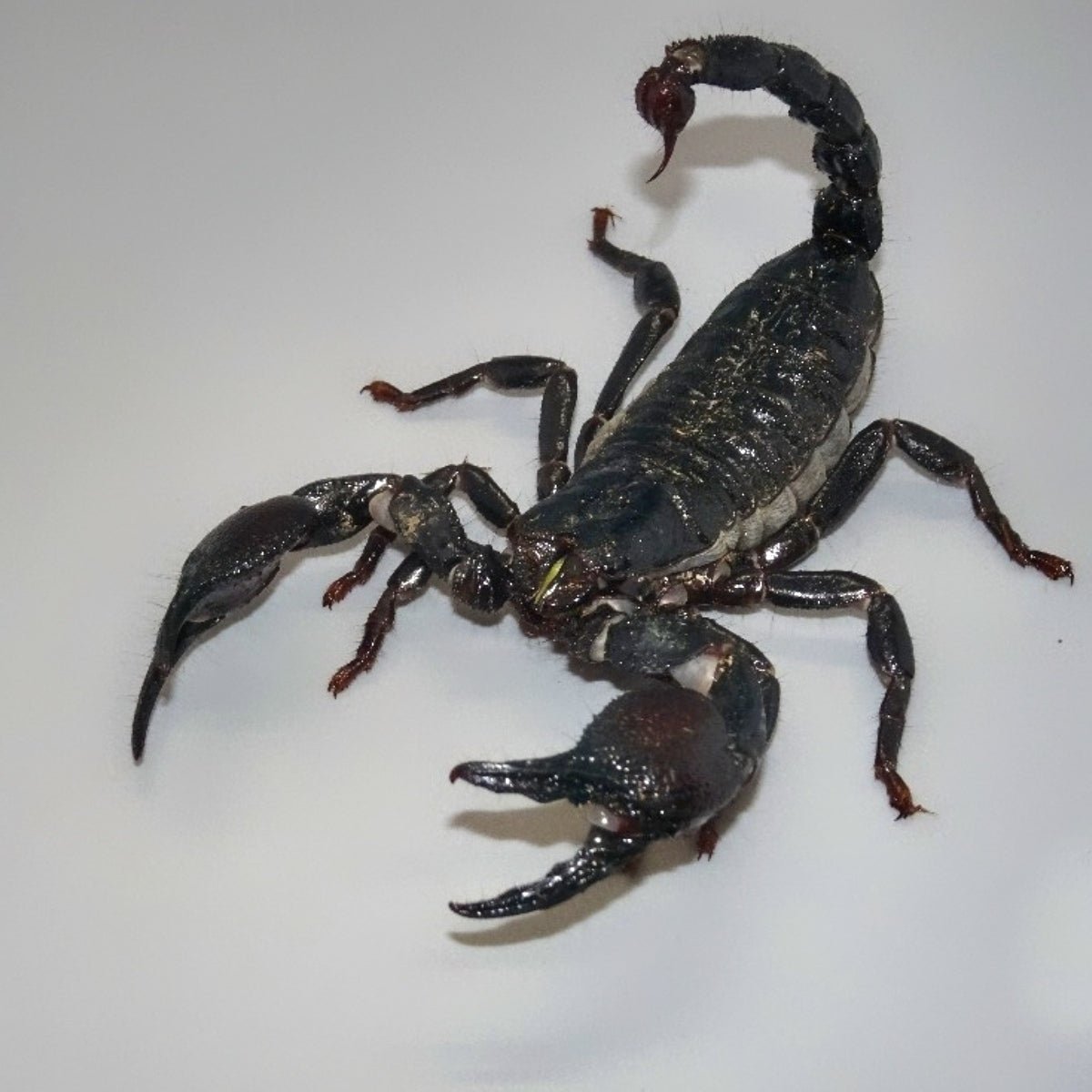 Underground Cave Clawed Scorpion Adult Captive Bred Pet