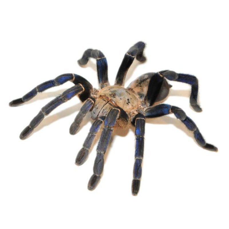 Underground Cobalt Blue Tarantula Live Pet Spider 1 to 4 Inch