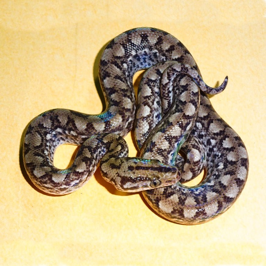 Strictly Reptiles Colombian Rainbow Boa Captive Bred Adult Snake