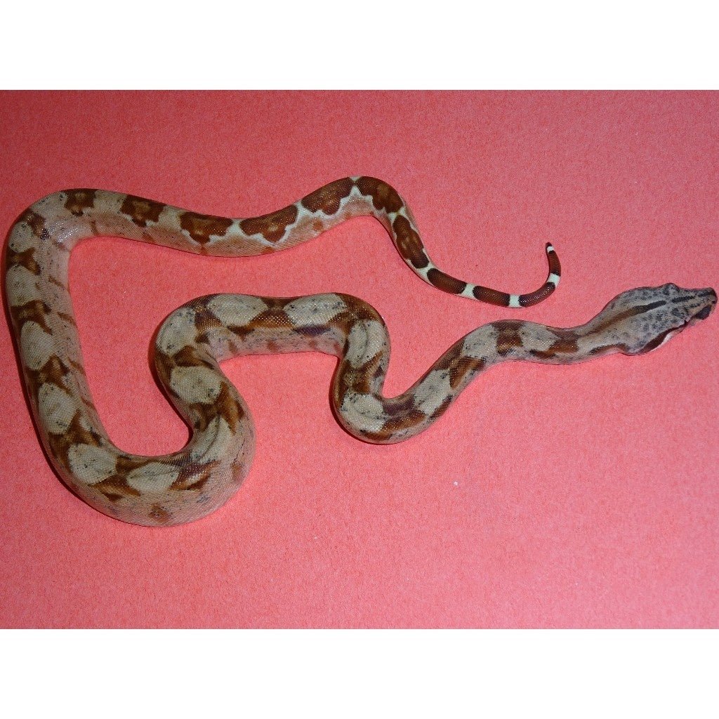 Strictly Reptiles Double Het Sunglow Red Pastel Boa Snake