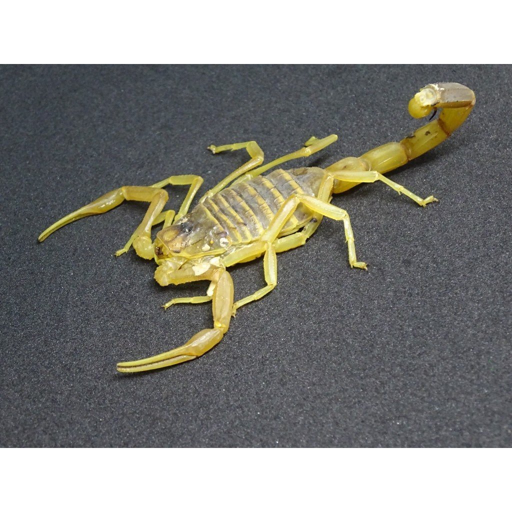 Global Exotics Arabian Fat Tail Scorpion Live Arachnid Specimen