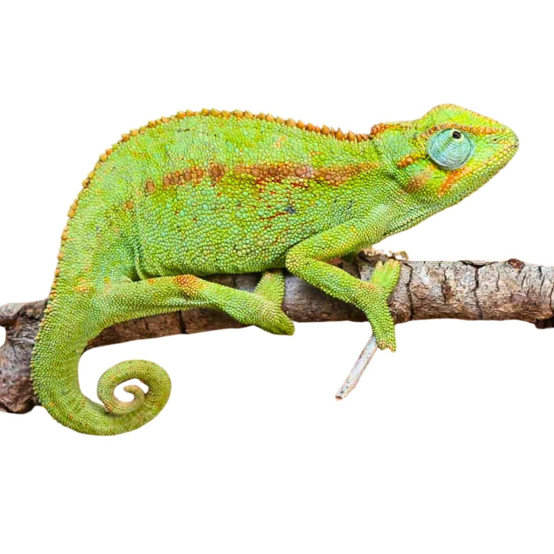 Strictly Reptiles Elliot’s Chameleon Live Reptile 4-7 Inch