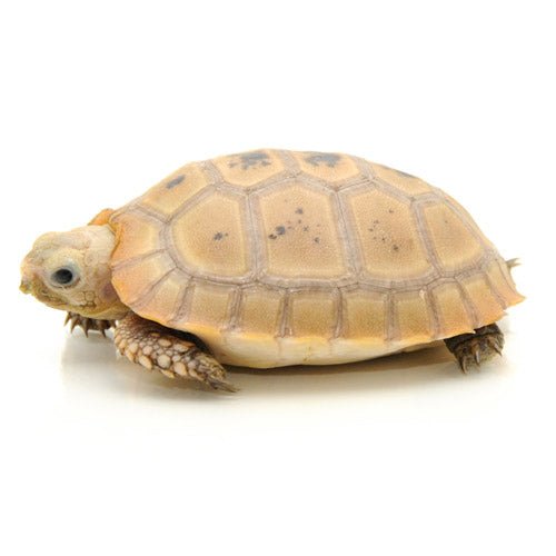 Strictly Reptiles Elongated Tortoise Captive Bred Baby
