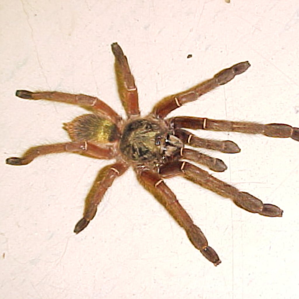 Emerald Skeleton Tarantula Captive Bred Live Pet Spider