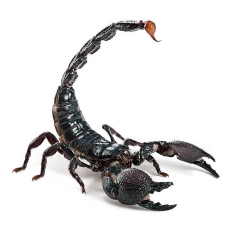 Strictly Reptiles Emperor Scorpion Live Pet Arachnid Specimen