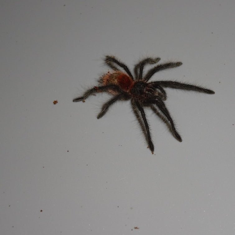 Strictly Reptiles Entre Rios Tarantula Live Pet 1 to 1.5 Inch