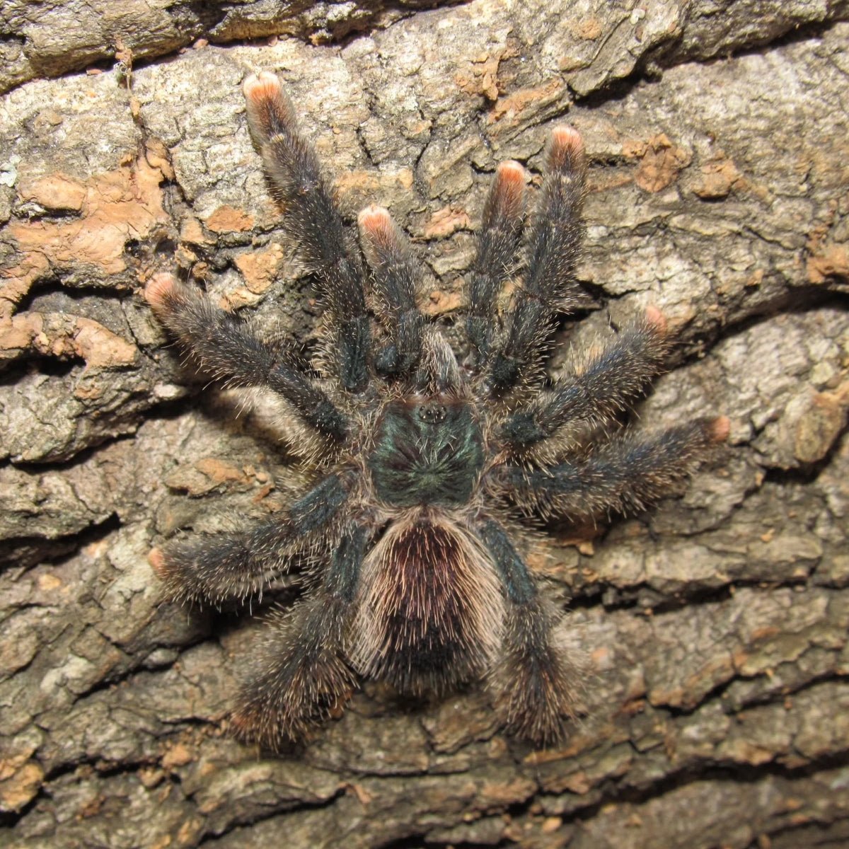 Strictly Reptiles Ex-Metallica Avicularia Tarantula 0.5 Inch