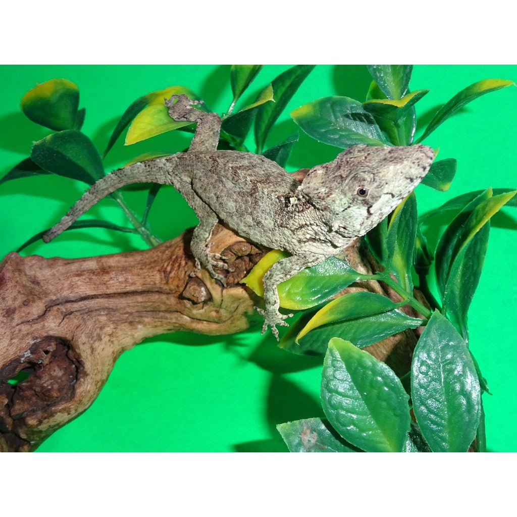 Strictly Reptiles False Chameleon Anolis Barbatus Live Arboreal Lizard
