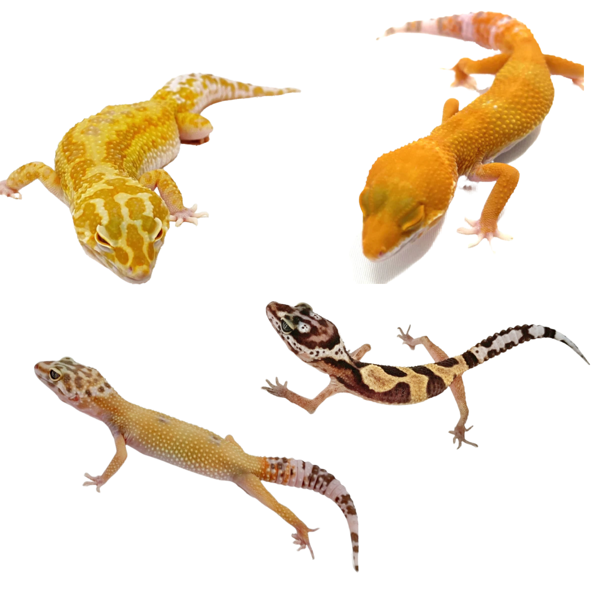 Captive Bred Leopard Gecko Mack Snow Jungle Baby