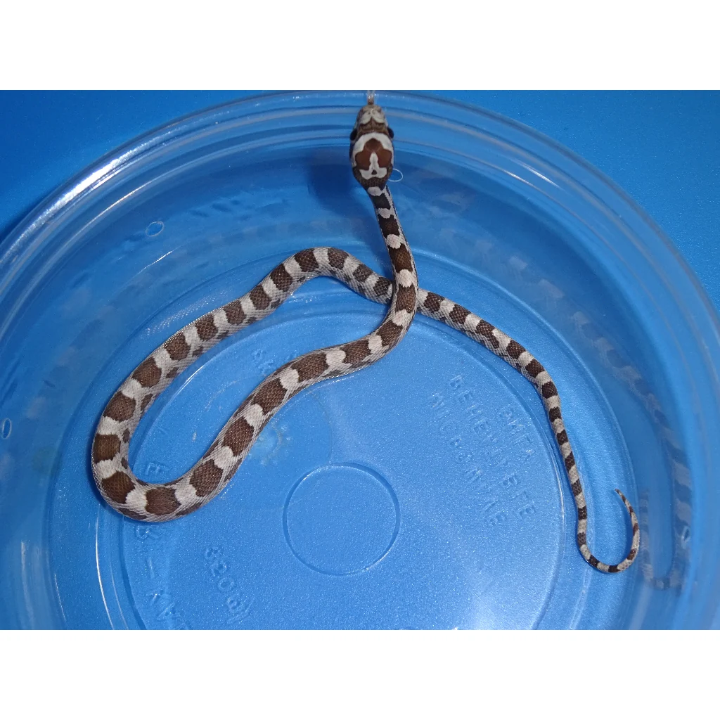 Ghost Corn Snakes ( Hurry! Only 3 Available! )