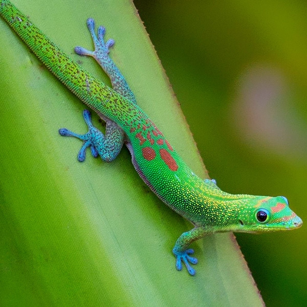 Strictly Reptiles Gold Dust Day Gecko 2-4 Inch