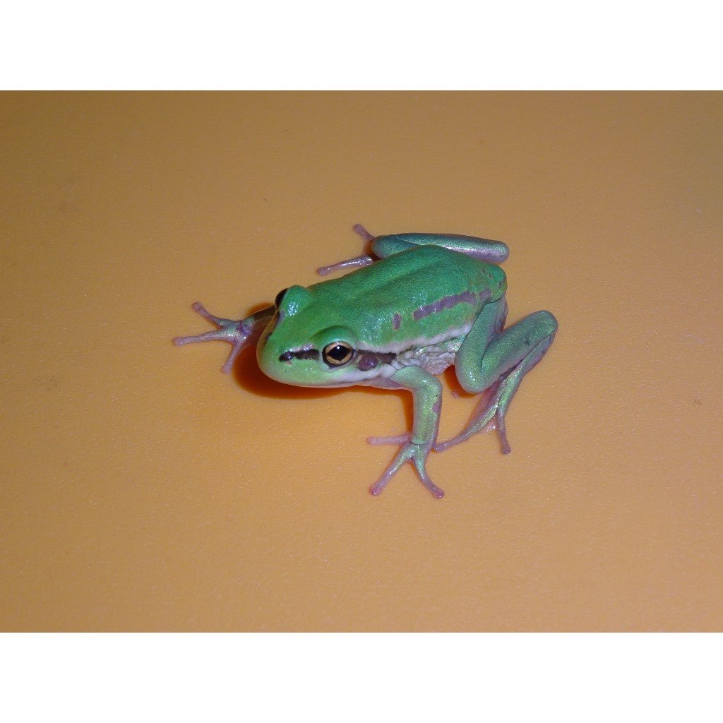 Strictly Reptiles Golden Bell Frog Captive Bred Live Amphibian