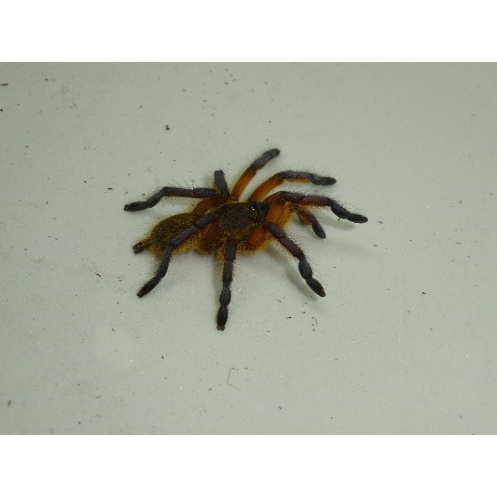 Strictly Reptiles Golden Blue Leg Baboon Live Tarantula