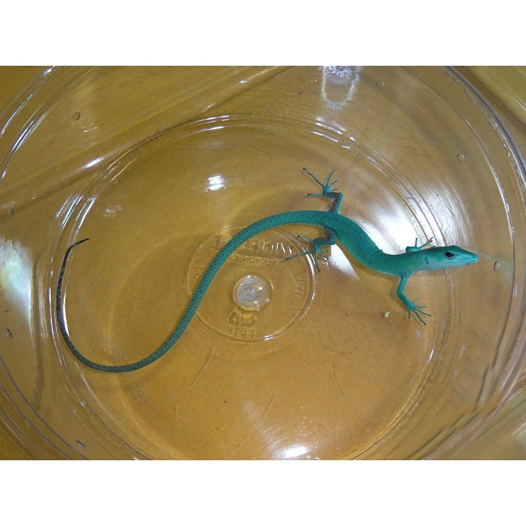 Big Apple Pet Supply Green Keeled Lizard Juvenile Female Captive Bred