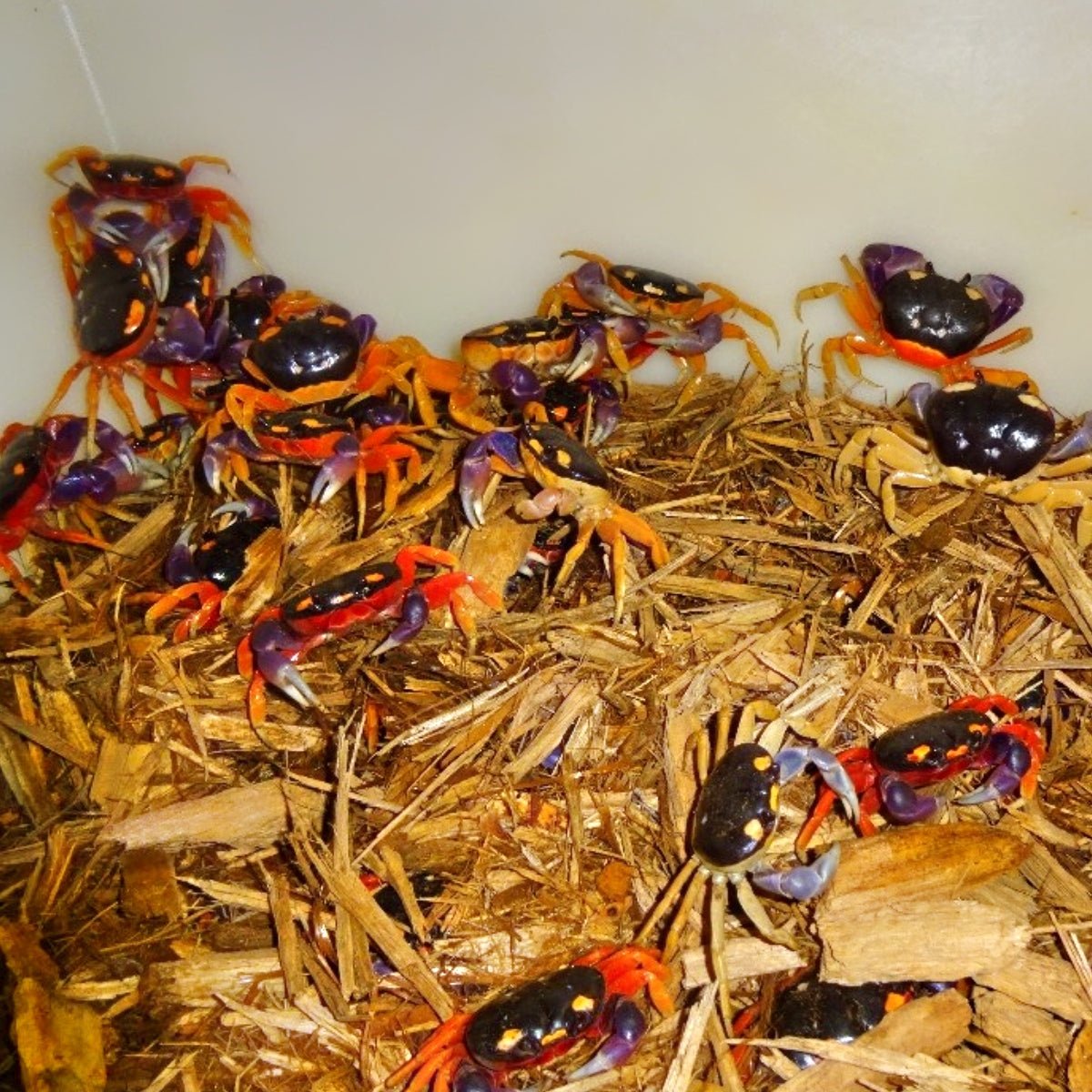 Big Apple Pet Supply Halloween Moon Crab Live Land Crab