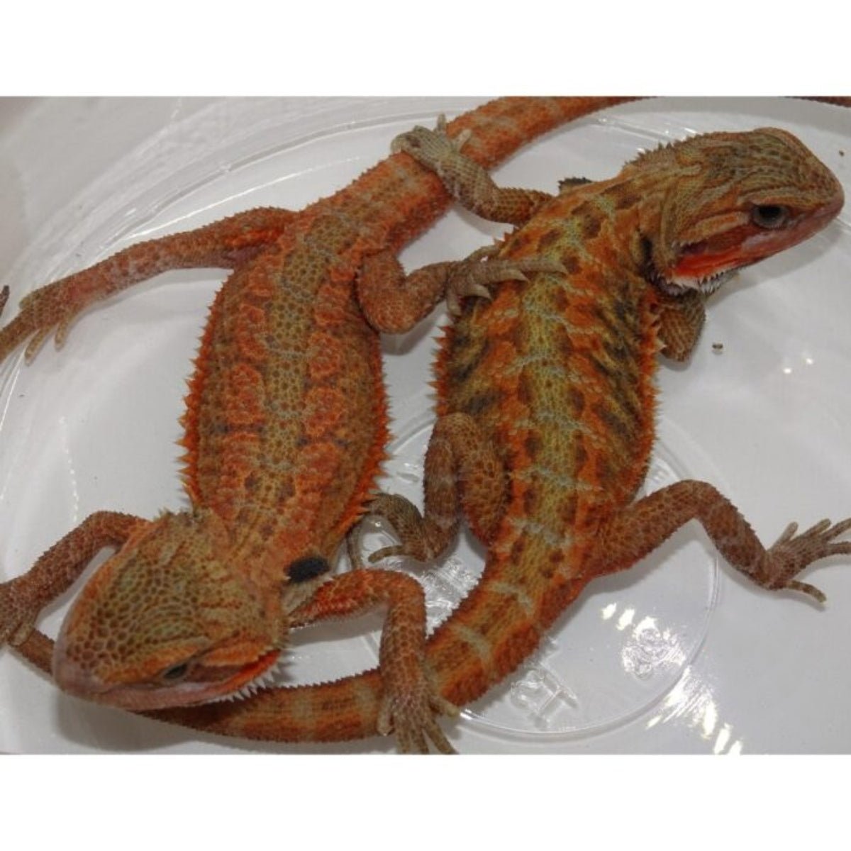 Strictly Reptiles High Color Red Bearded Dragon Captive Bred 7-8 Inch