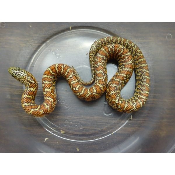 Strictly Reptiles Hypo Brook’s Kingsnake Selectively Bred Morph
