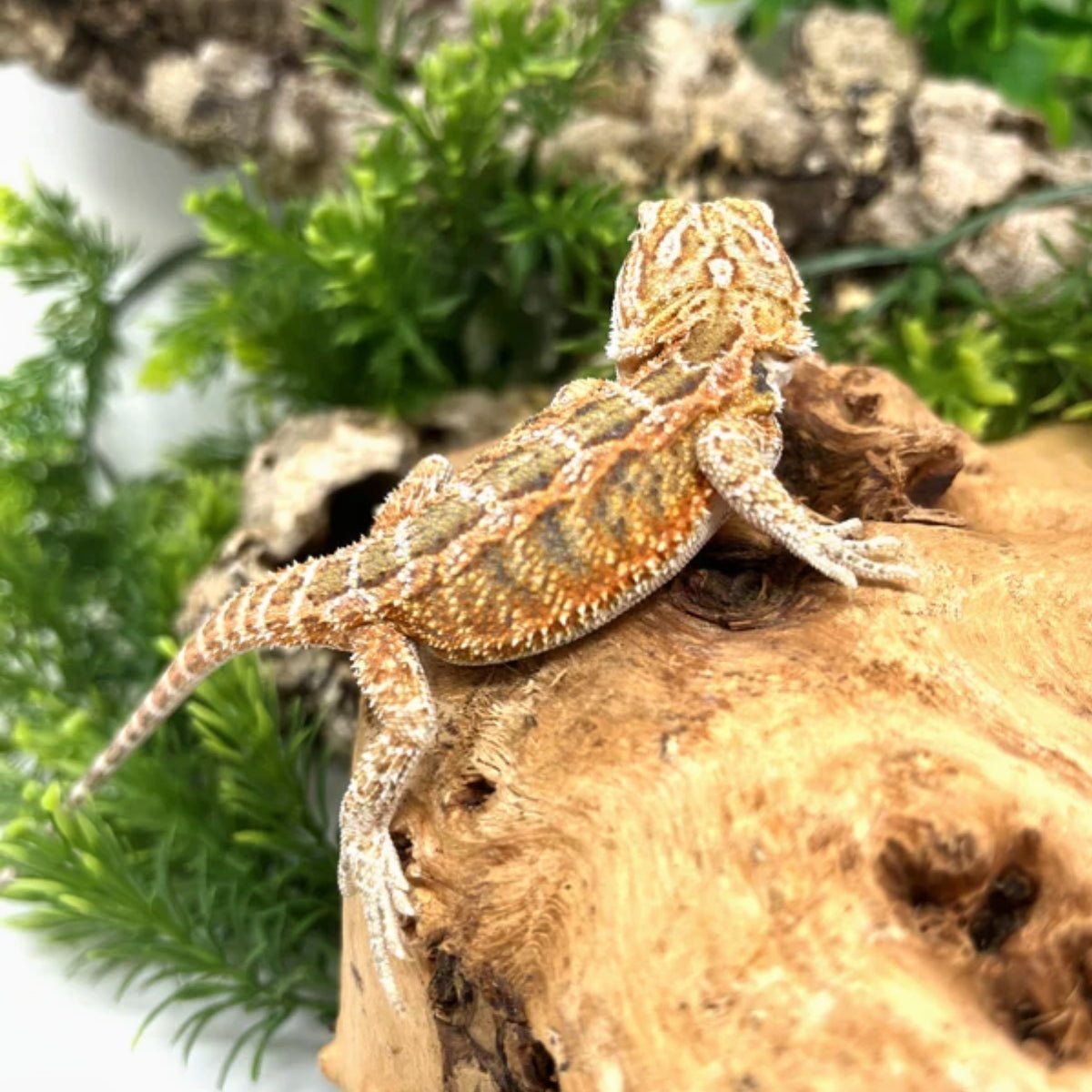 Hypo Female Bearded Dragon Captive Bred Pet Reptile