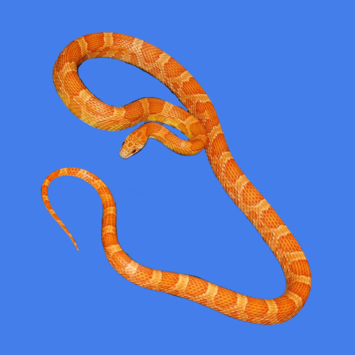 Hypo Sunkissed Corn Snakes